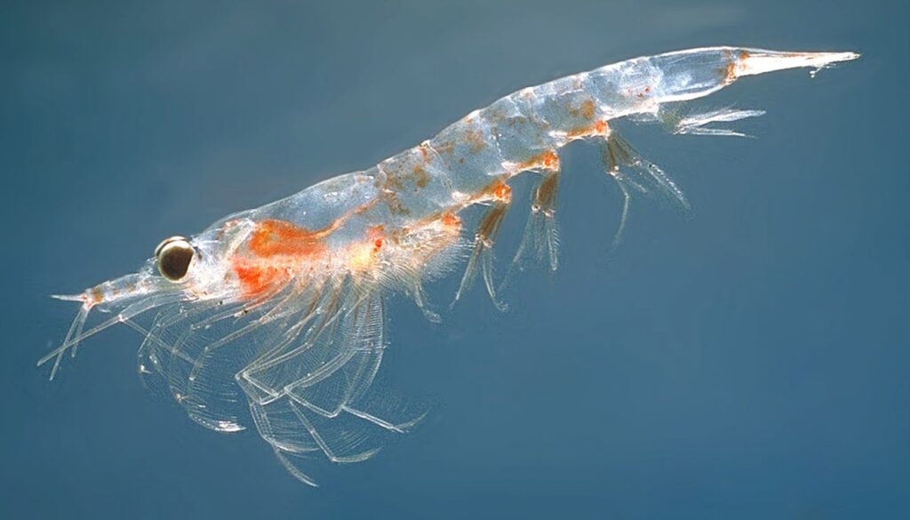 krill, zooplankton