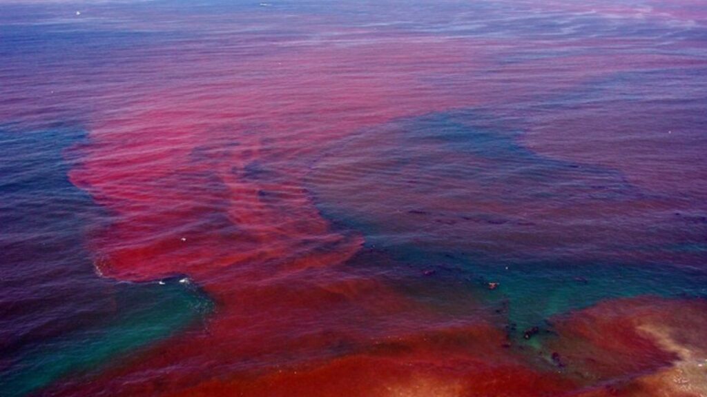 harmful algal bloom