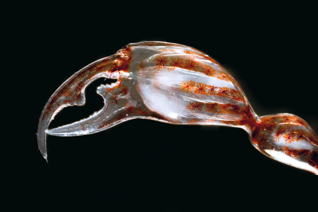 phronima claw